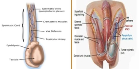 Fıtık Ameliyatı Riskleri ve Sonrası